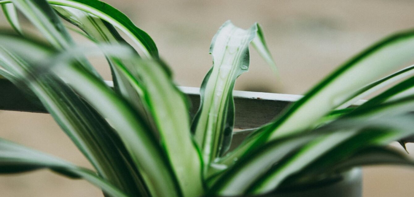 Macro shot of a spider plant with fresh water droplets on leaves.