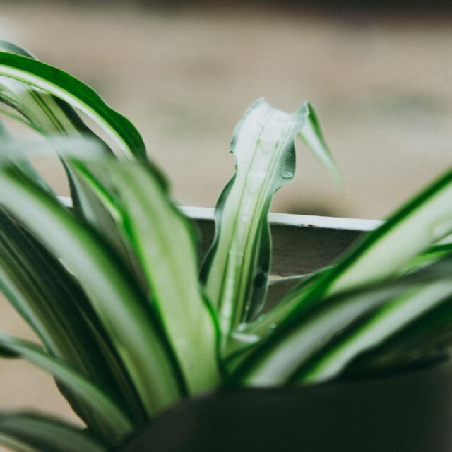 Macro shot of a spider plant with fresh water droplets on leaves.