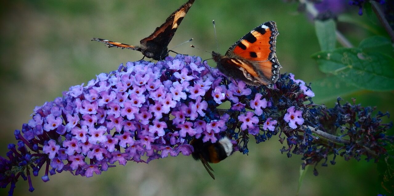 butterfly, butterfly bush, butterfly bush david