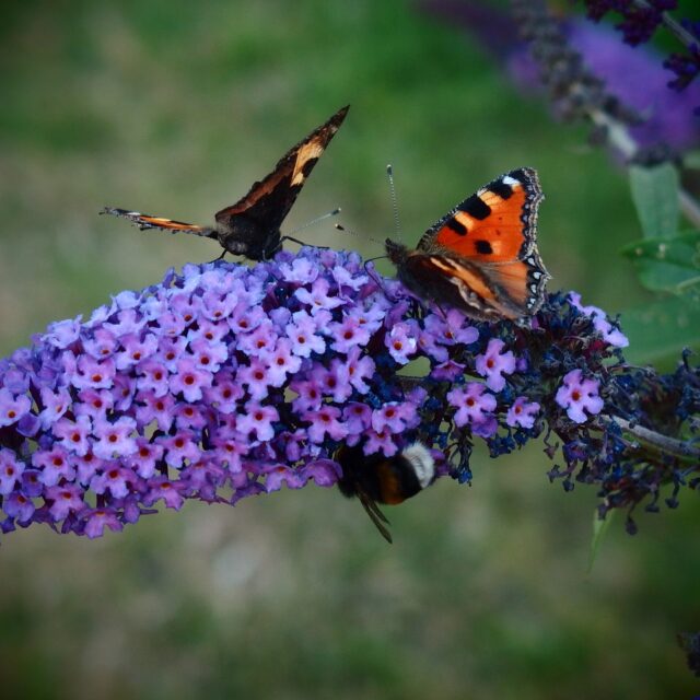 butterfly, butterfly bush, butterfly bush david