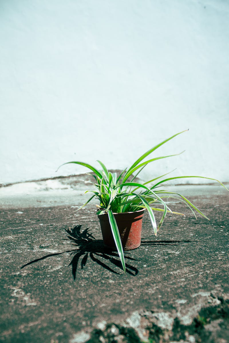 Photo Of Plant On Pot