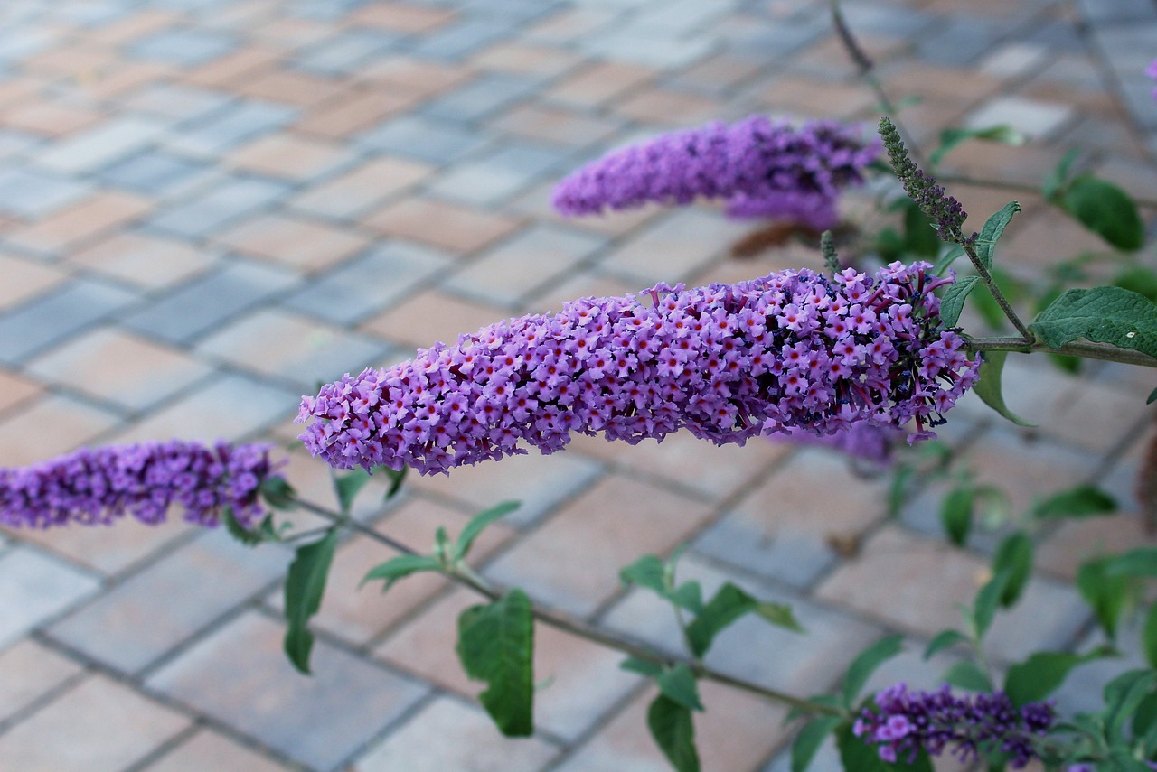 butterfly bush, budleja, flower
