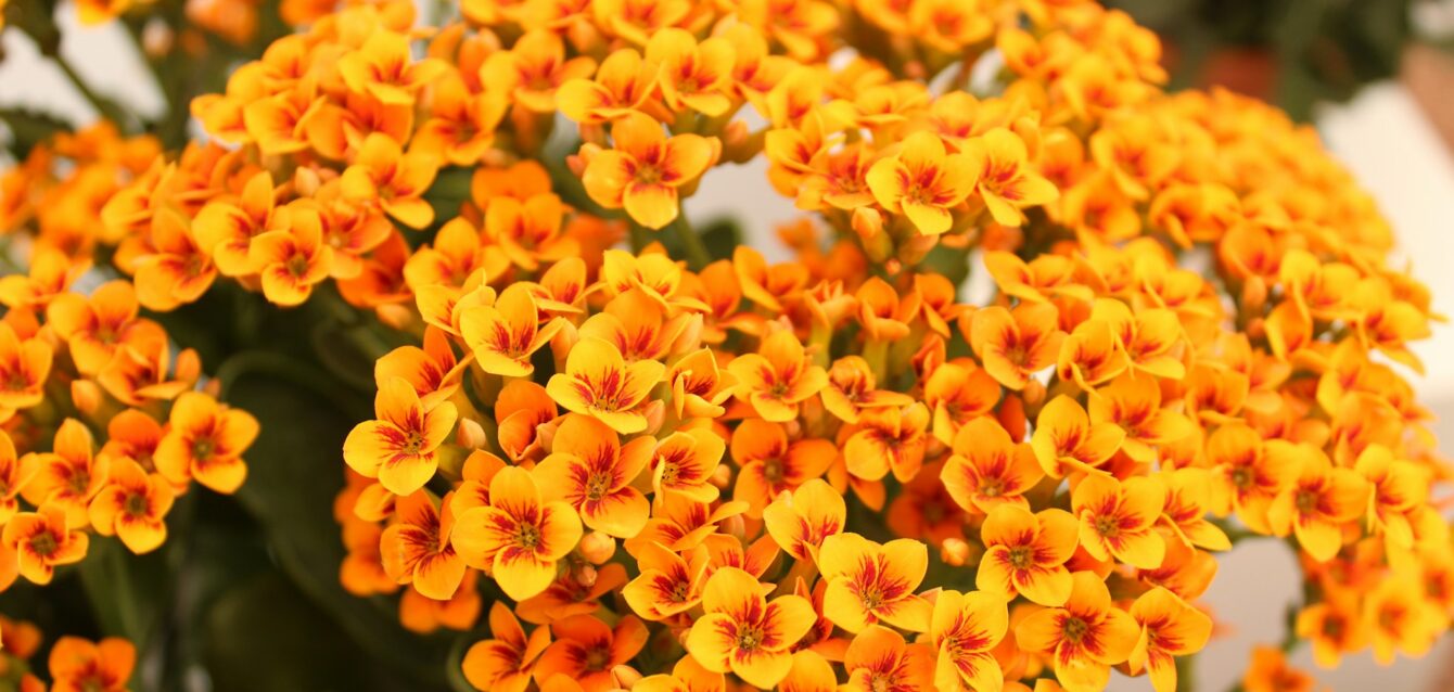 Kalanchoe