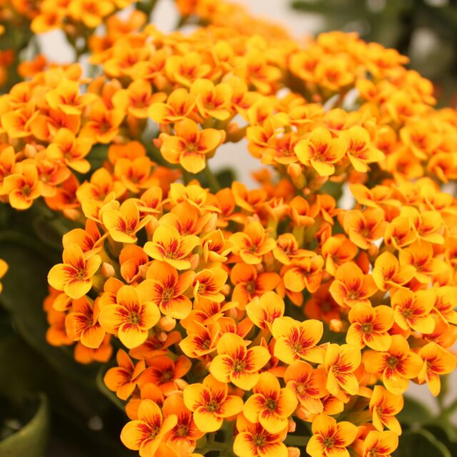 Kalanchoe