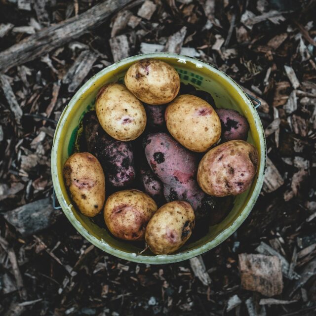 green and brown round fruits in green plastic bucket