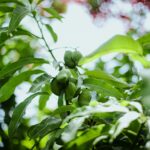 Growing Mangoes From Seed: A Step-by-Step Guide