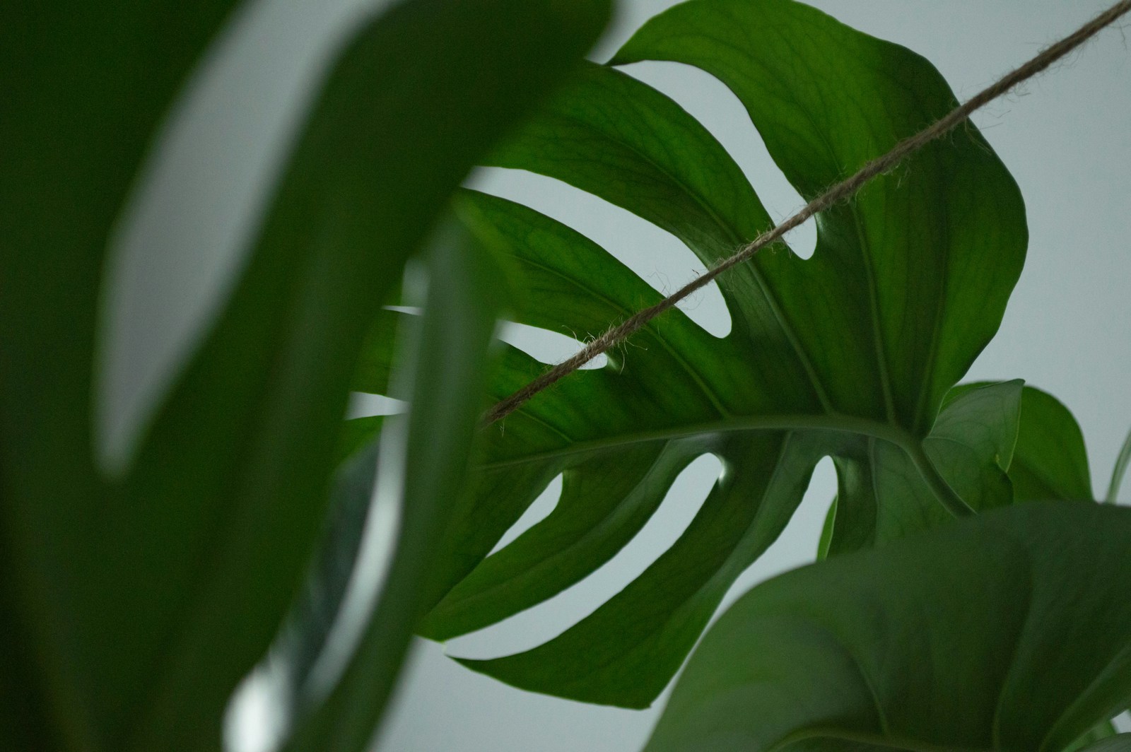 A close up of a green plant with a sky background