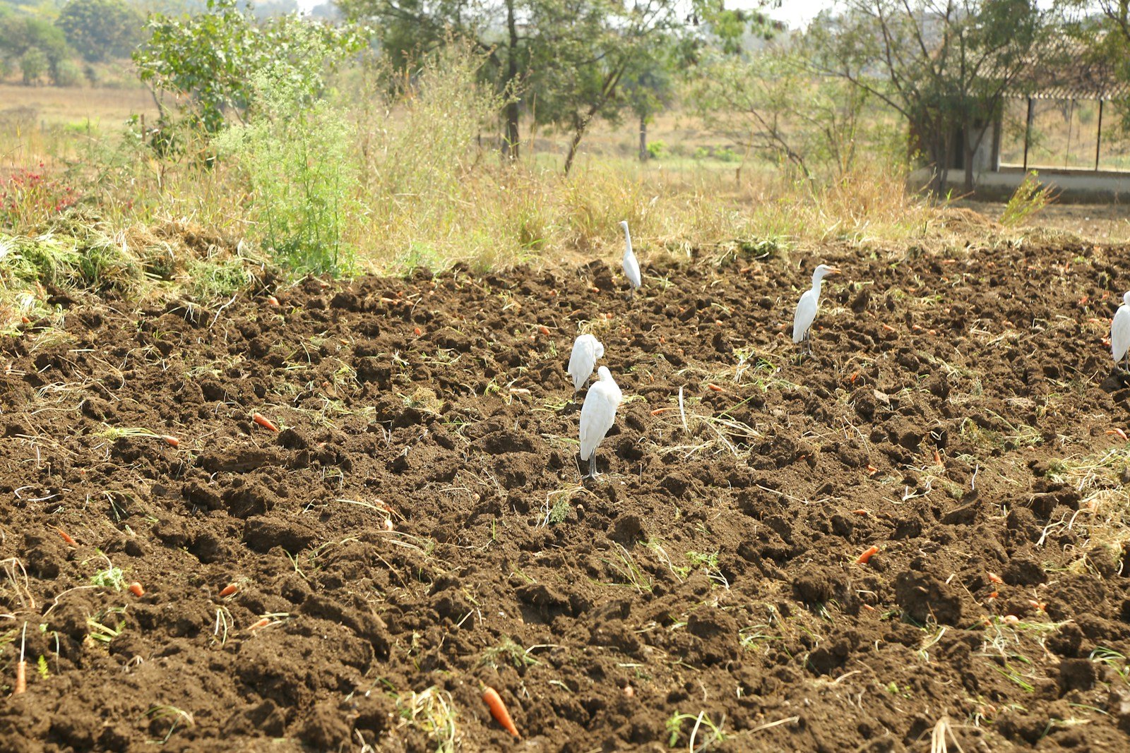 a group of white birds standing on top of a dirt field
