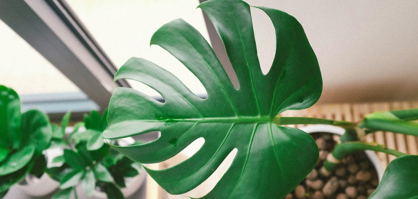 green plant in pot beside window