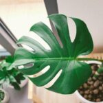 How Often to Water Monstera: Complete Care Guide