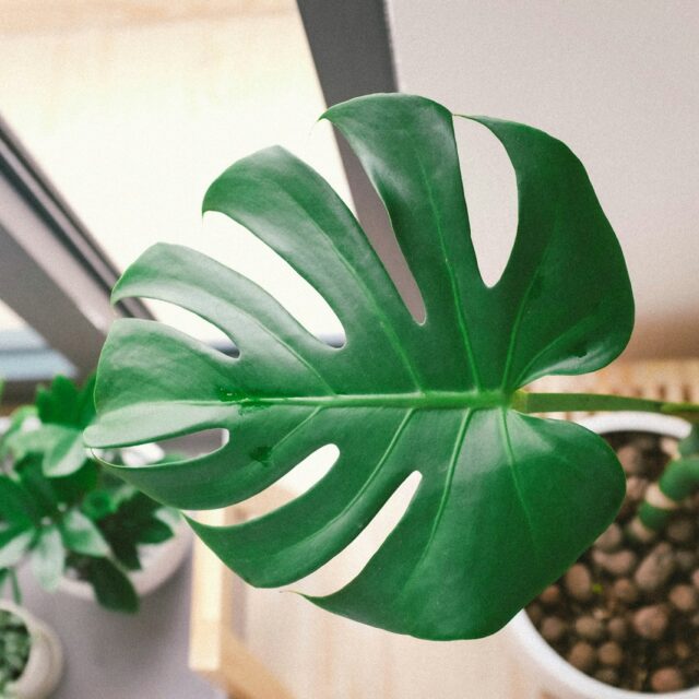 green plant in pot beside window