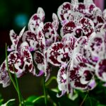 How Often To Water Orchids - Essential Care Guide