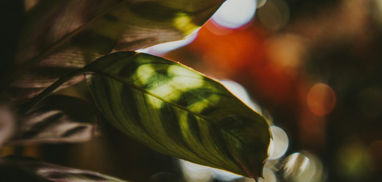 Photo by Maëva Vigier