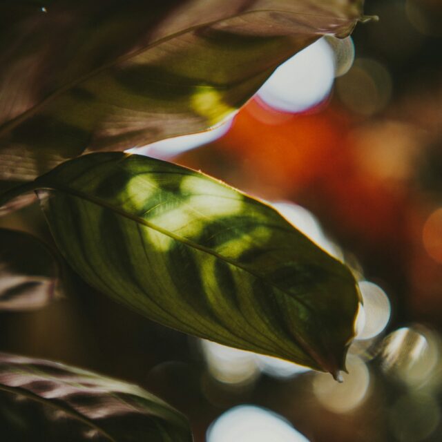 Photo by Maëva Vigier