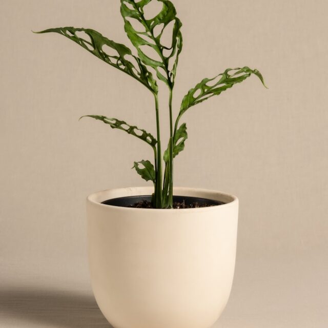 A potted plant sitting on top of a table