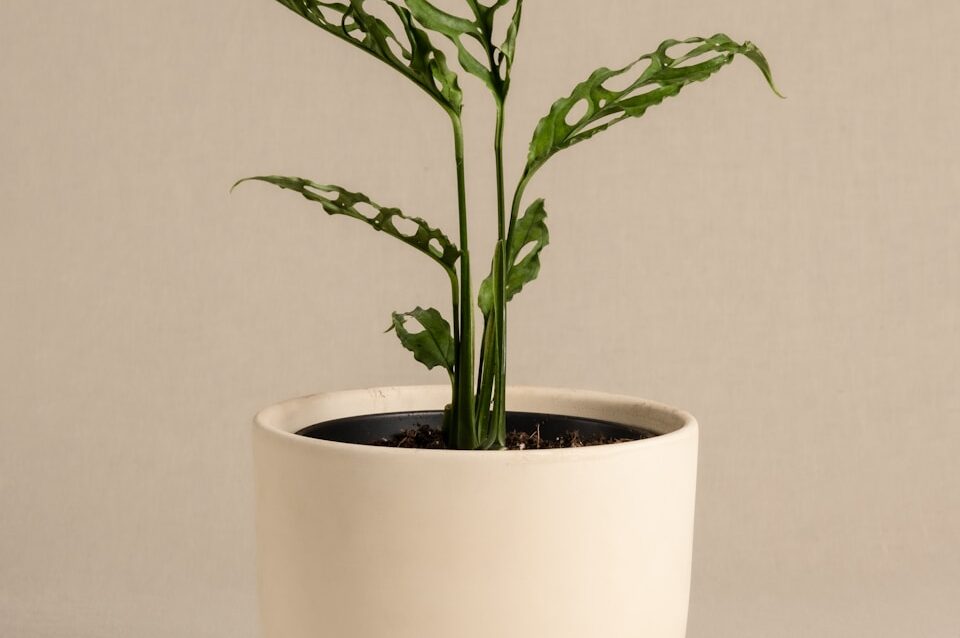 A potted plant sitting on top of a table