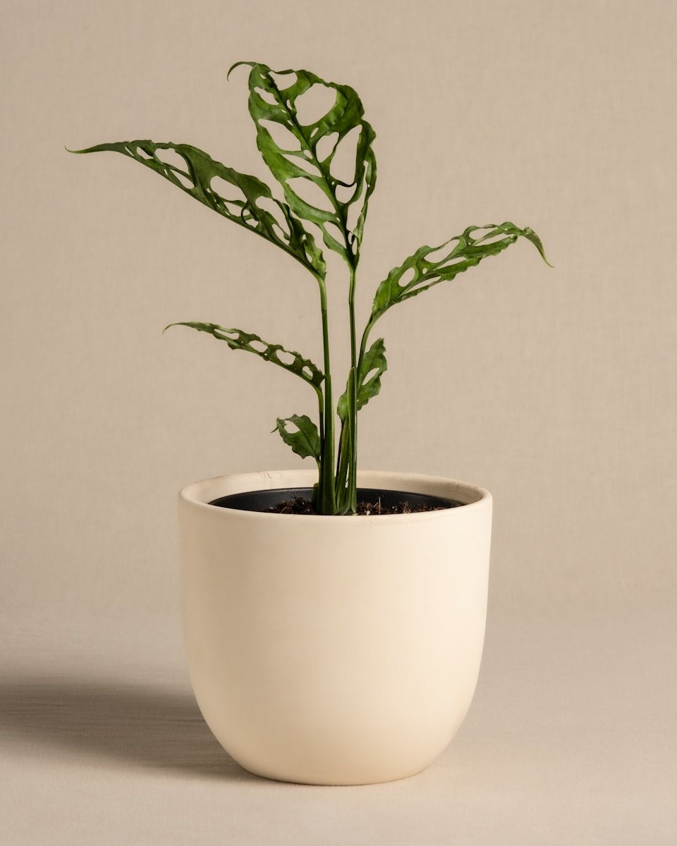 A potted plant sitting on top of a table
