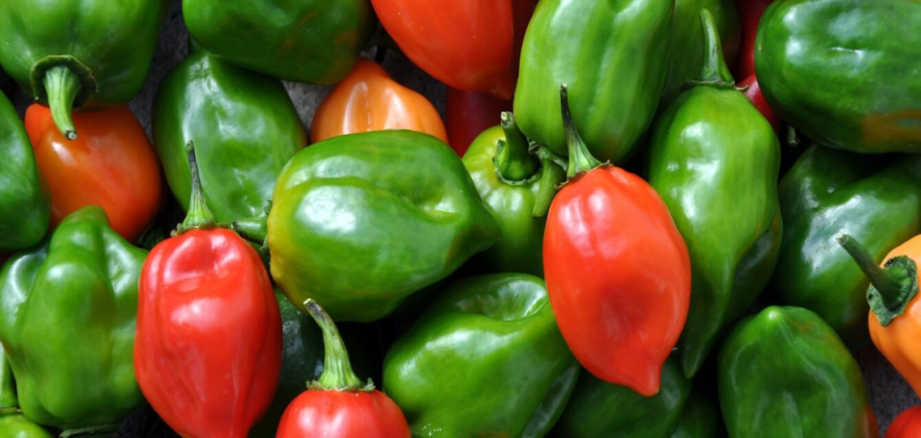 green and red bell peppers