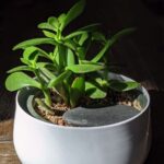 Growing Jade Plants from Cuttings: Easy Guide