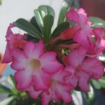 Growing Desert Rose From Seed: Step-by-Step Guide