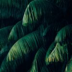 Growing Coconut Trees: A Beginner's Guide