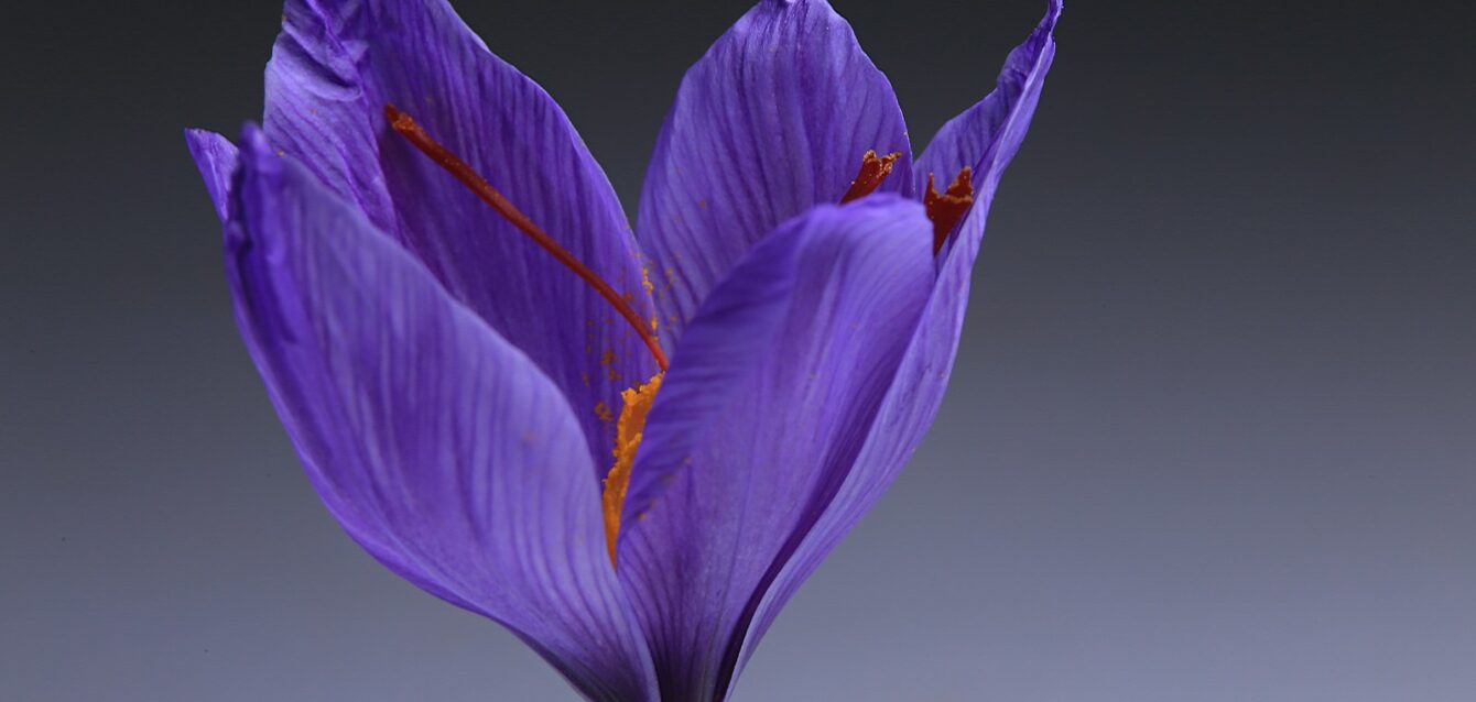 Photo by Benyamin Bohlouli