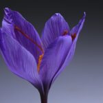 Growing Saffron At Home: A Complete Guide