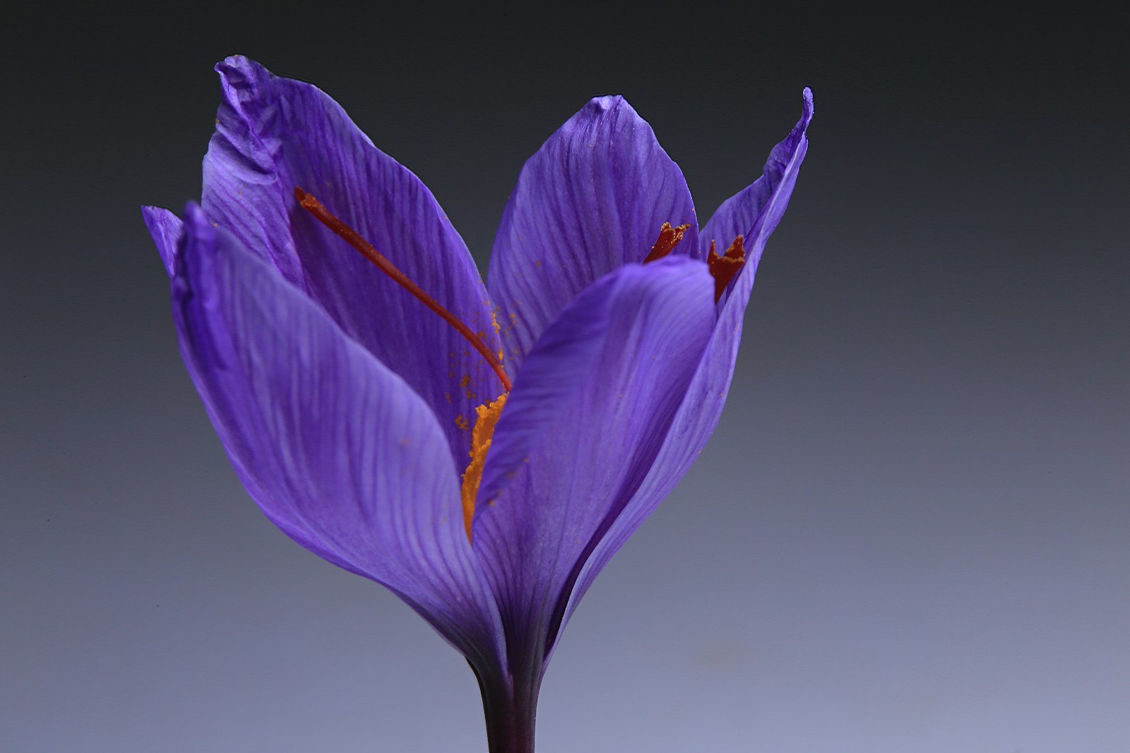 purple flower with white background