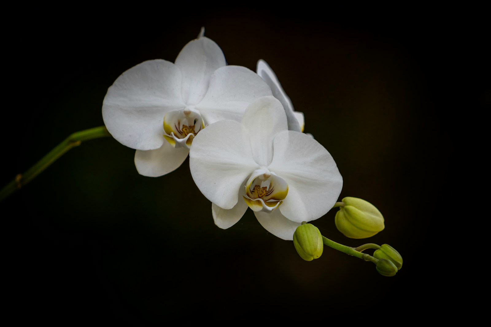 a close up of two white flowers on a stem