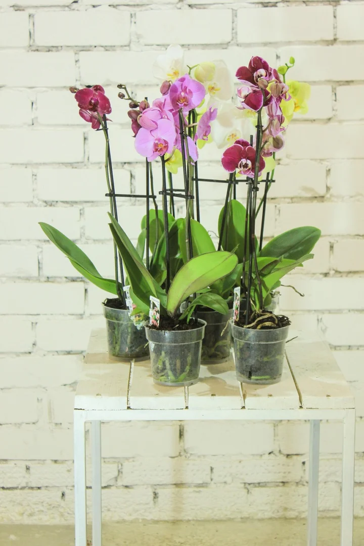 Photo by 1970257 flowers, plant, orchid, ornamental plant, indoor plant, home plants, beautiful flowers, nature, flower background, flower, many flowers, in a pot, indoor, flower wallpaper, home flower, plants, flora