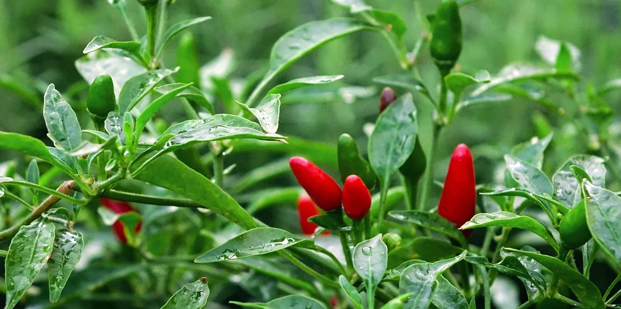 chilli, chilli padi, bird's eye chilli, plant, nature, green, red, spicy, cooking, capsicum annuum, green cooking, green eye