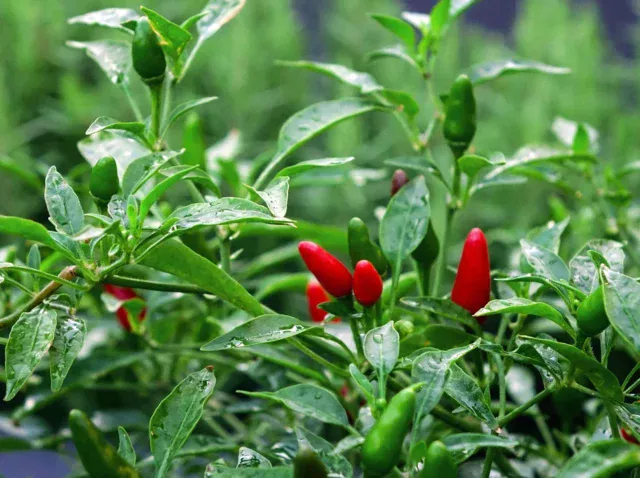 chilli, chilli padi, bird's eye chilli, plant, nature, green, red, spicy, cooking, capsicum annuum, green cooking, green eye