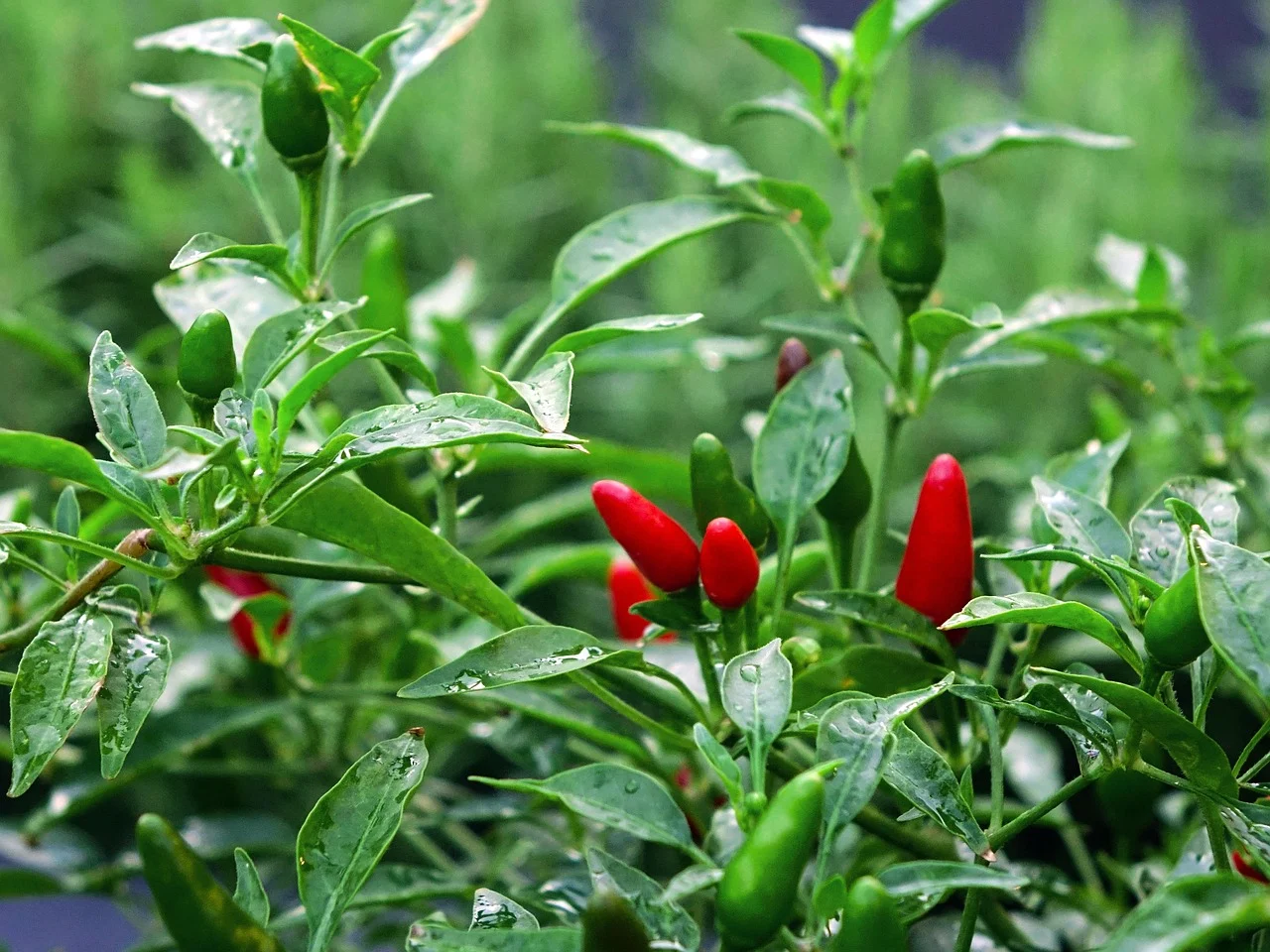 chilli, chilli padi, bird's eye chilli, plant, nature, green, red, spicy, cooking, capsicum annuum, green cooking, green eye