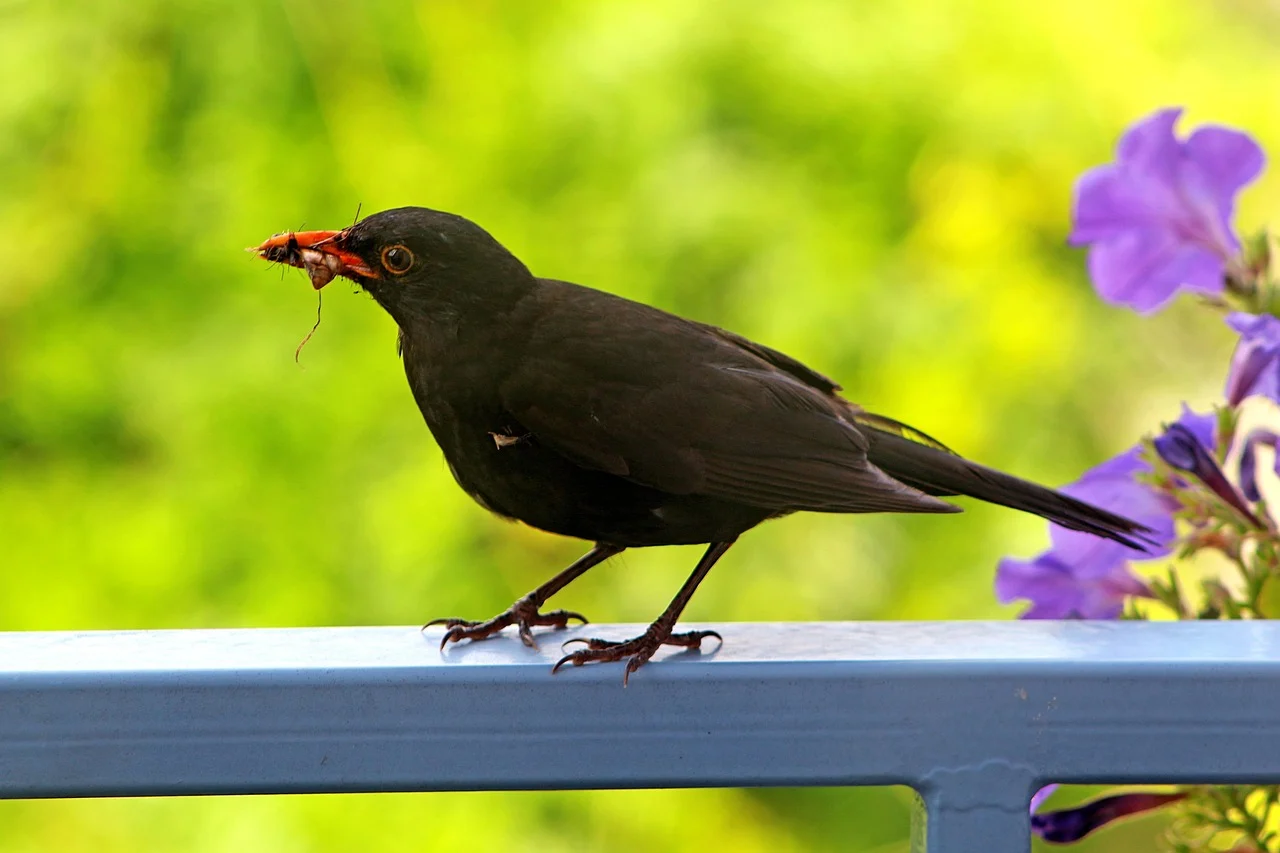 summer, balcony, terrace, bird, nature, blackbird, closeup