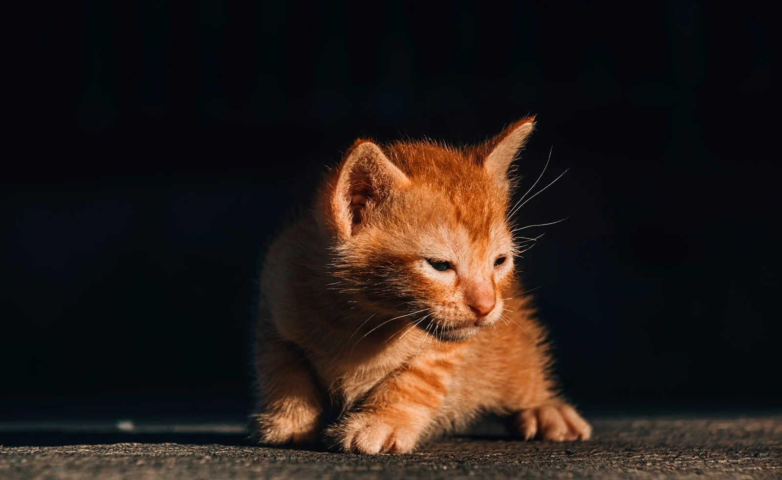 Photo by Road Ahead a kitten on a wood surface