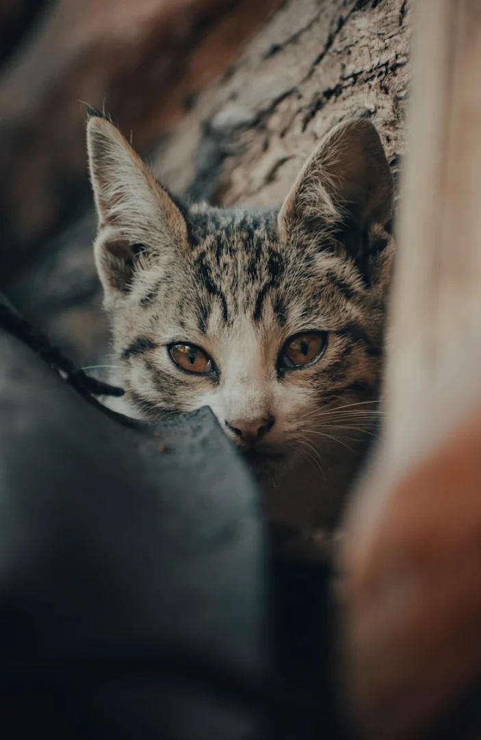 Photo by gaspar zaldo Ako naučiť mačiatko na granule?