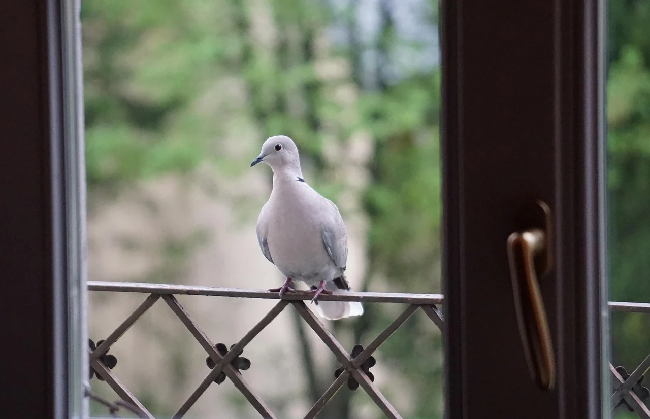 bird, dove, ornithology, species, nature, fauna, avian, animal, wildlife
