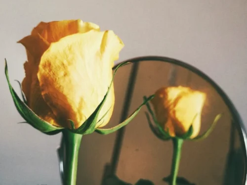 Photo by Chiara F yellow-petaled flowers