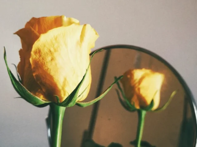 Photo by Chiara F yellow-petaled flowers