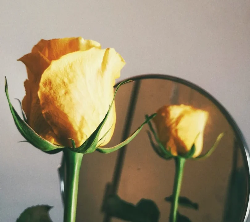 yellow-petaled flowers