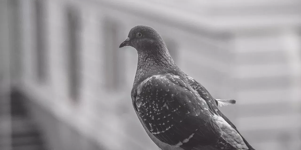 pigeon, bird, balcony, animal, black and white, city, perched, looking, wings, feathers, nature, gray balcony