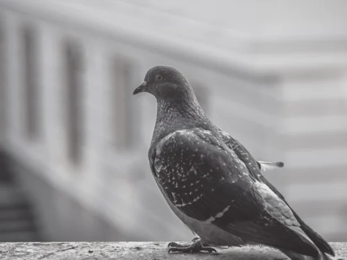 pigeon, bird, balcony, animal, black and white, city, perched, looking, wings, feathers, nature, gray balcony
