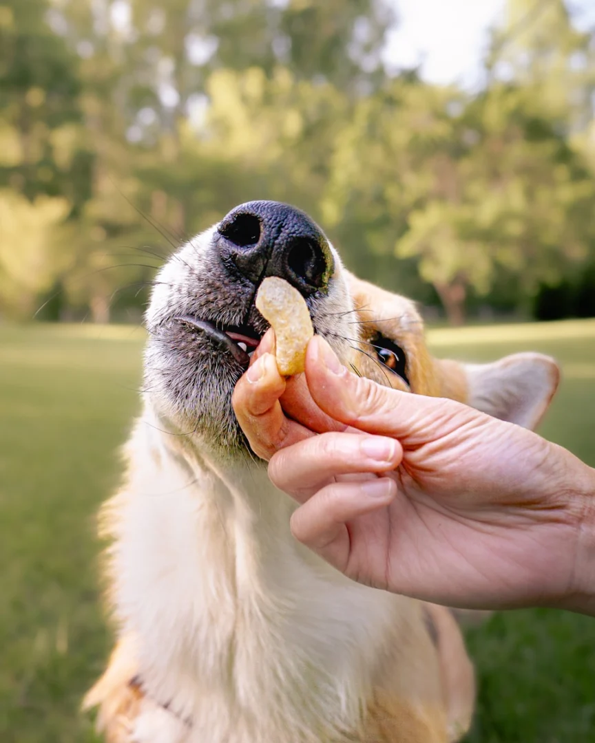Photo by Dogfluence.com Ako často kŕmiť psa