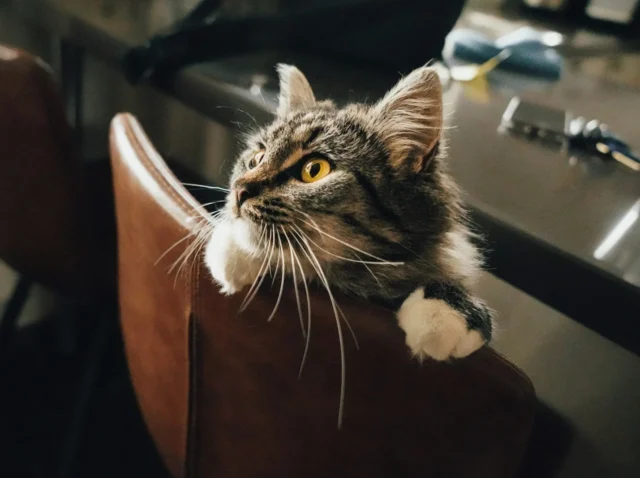 Photo by Yvon Hoogers Ako naučiť mačku na vodítko