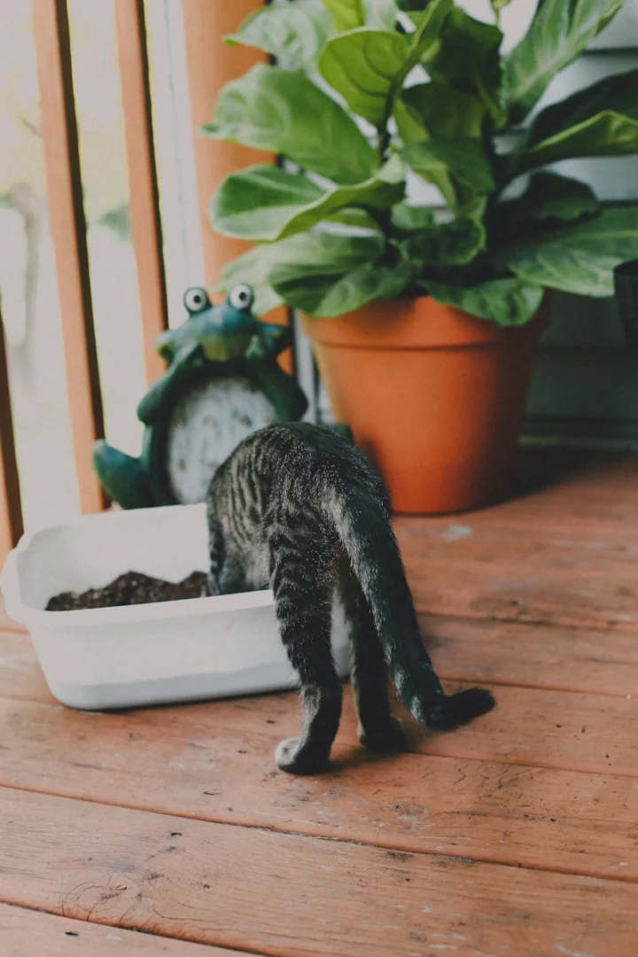 Photo by Amanda Kevin brown tabby cat near green leaf plant