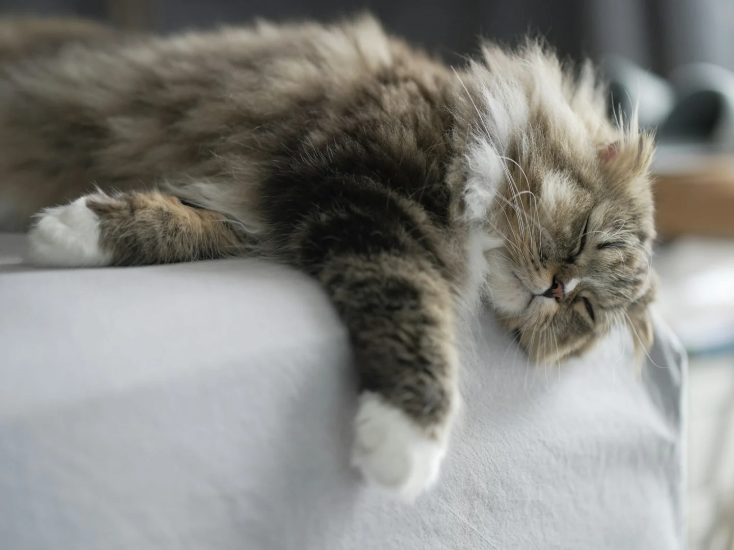 Photo by River Kao a cat sleeping on top of a white couch