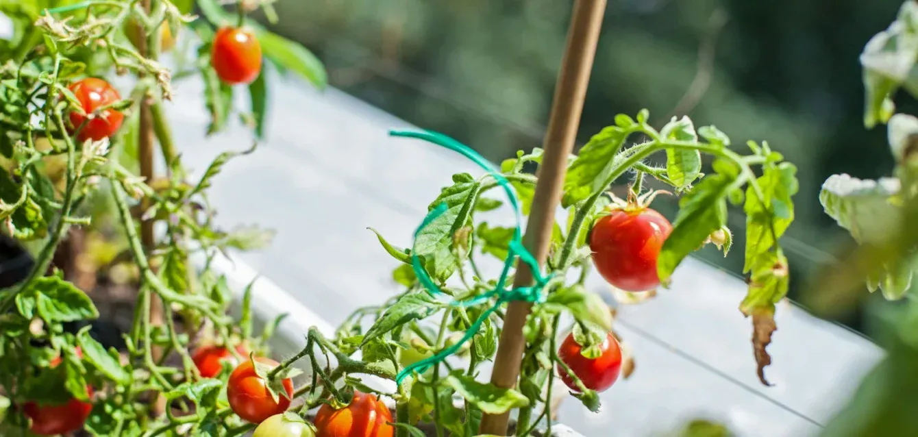 a close up of tomatoes growing in a pot