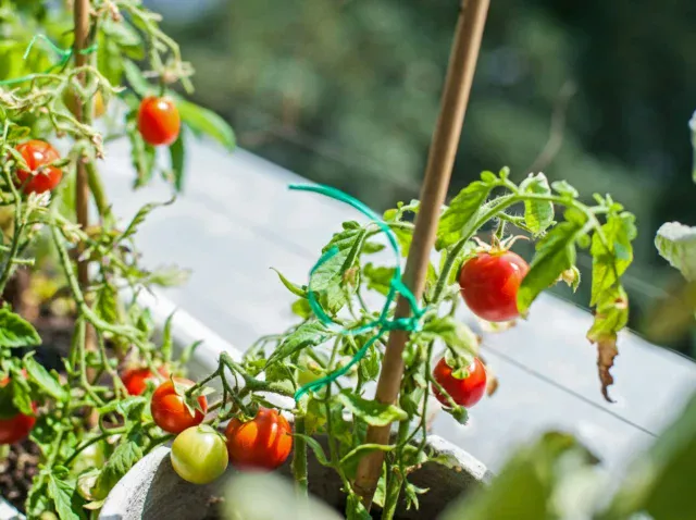 a close up of tomatoes growing in a pot