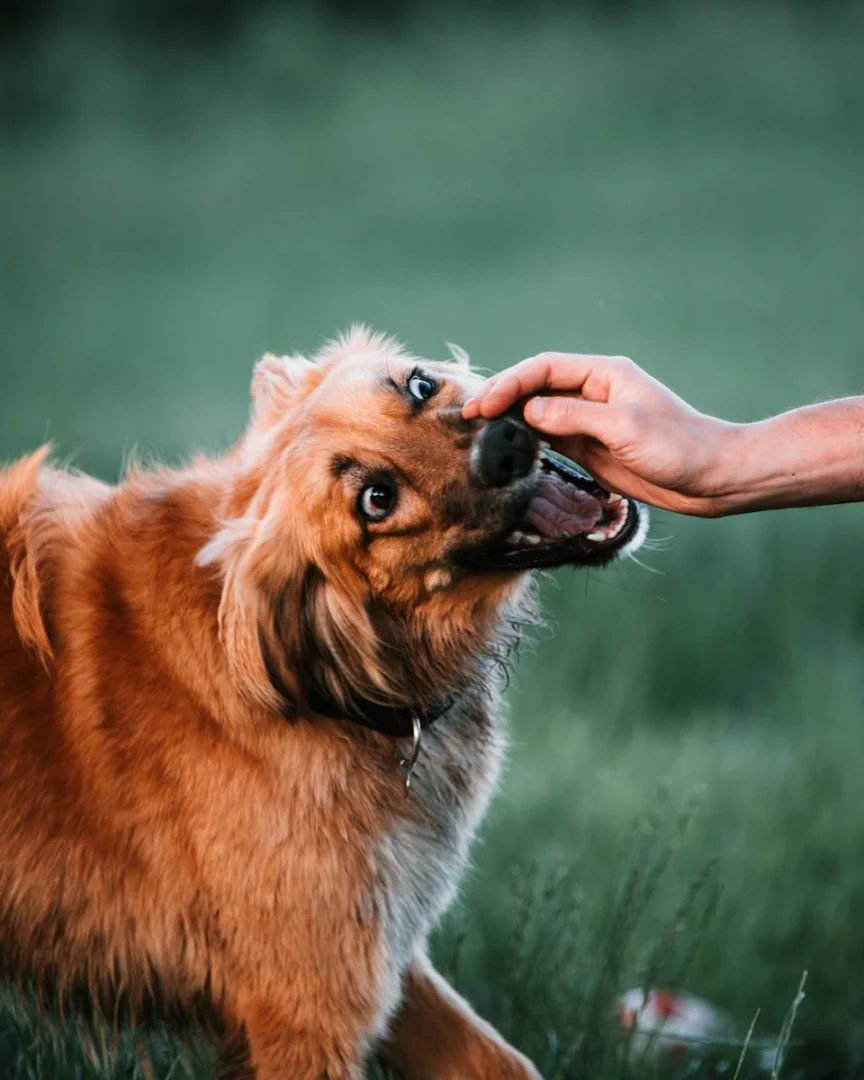 Photo by Tamas Tuzes Katai person petting brown short coated dog