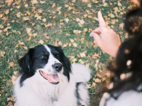 Ako naučiť psa aportovať